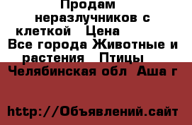 Продам 2 неразлучников с клеткой › Цена ­ 2 500 - Все города Животные и растения » Птицы   . Челябинская обл.,Аша г.